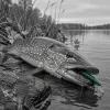 Brochet d'automne : pourquoi les gros spécimens mordent mieux quand l'eau passe sous 15 °C
