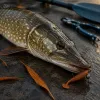 Brochet d'automne : pourquoi les gros spécimens mordent mieux quand l'eau passe sous 15 °C