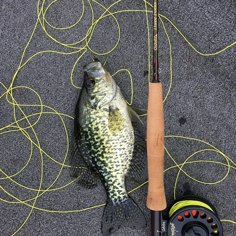 Choisir la meilleure canne à pêche pour le silure