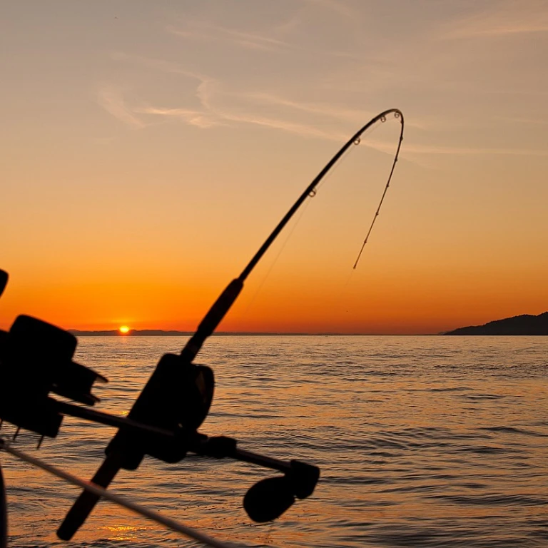 Optimiser votre amorce pour la pêche au coup
