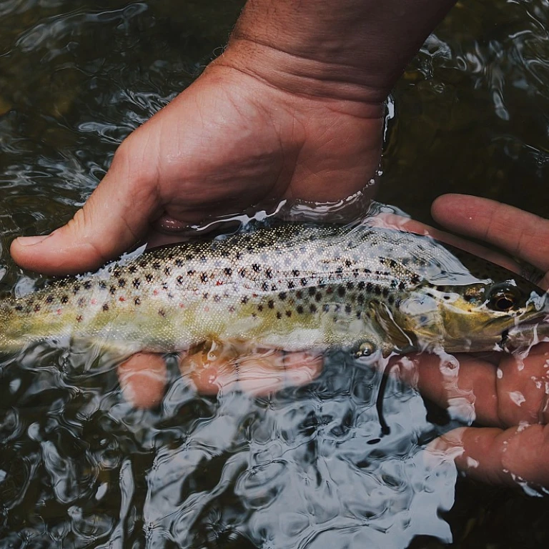 Techniques de montage pour la pêche à la carpe