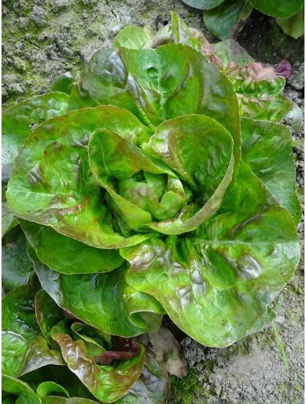 Sachet de graines de Laitue d'hiver Rougette de Montpellier - 3 g - LES GRAINES BOCQUET