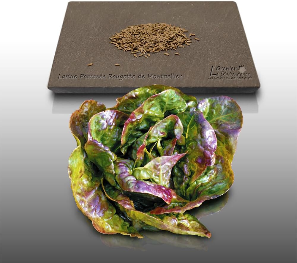 500 graines à semer - Le Grenier d'Abondance - LAITUE POMMEE Rougette de Montpellier - Lactuca sativa