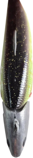 51FXLONbW L._AC_SL1500_