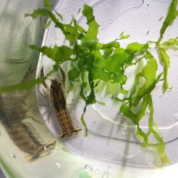 Lot de 5 Écrevisses naines Cambarellus Texanus Blue Mini pour Aquarium d'eau Douce - lebonaqua