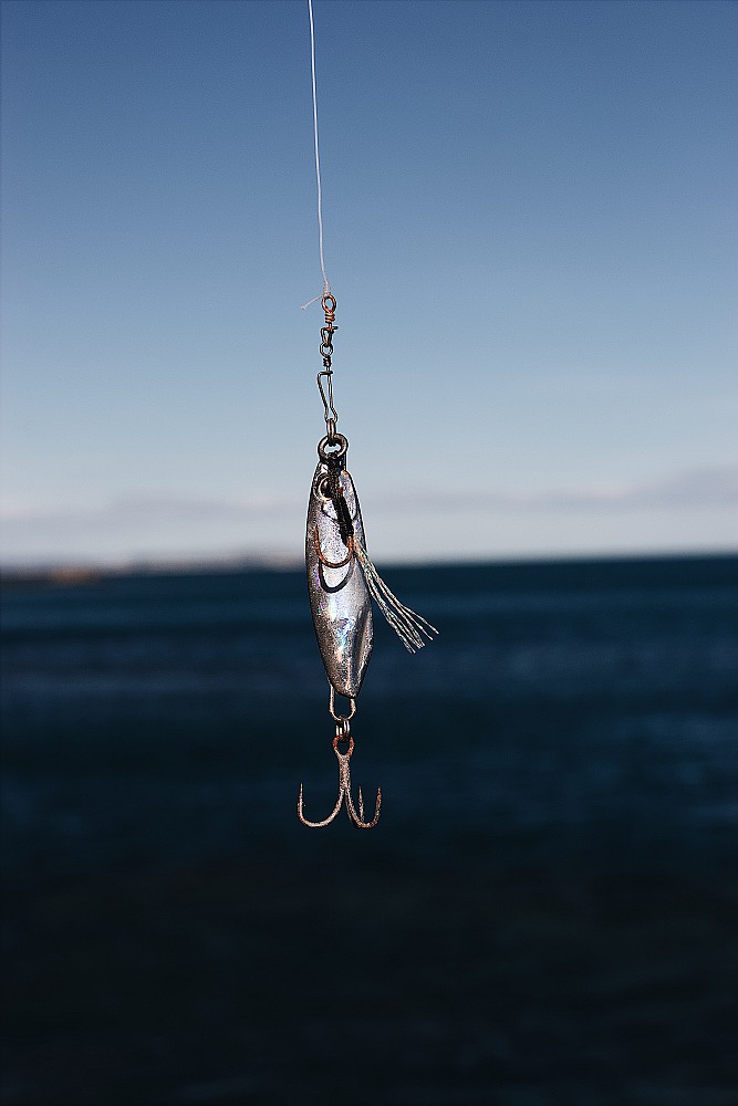 Farine de poisson : un ingrédient clé entre pêche, nutrition animale et enjeux de qualité