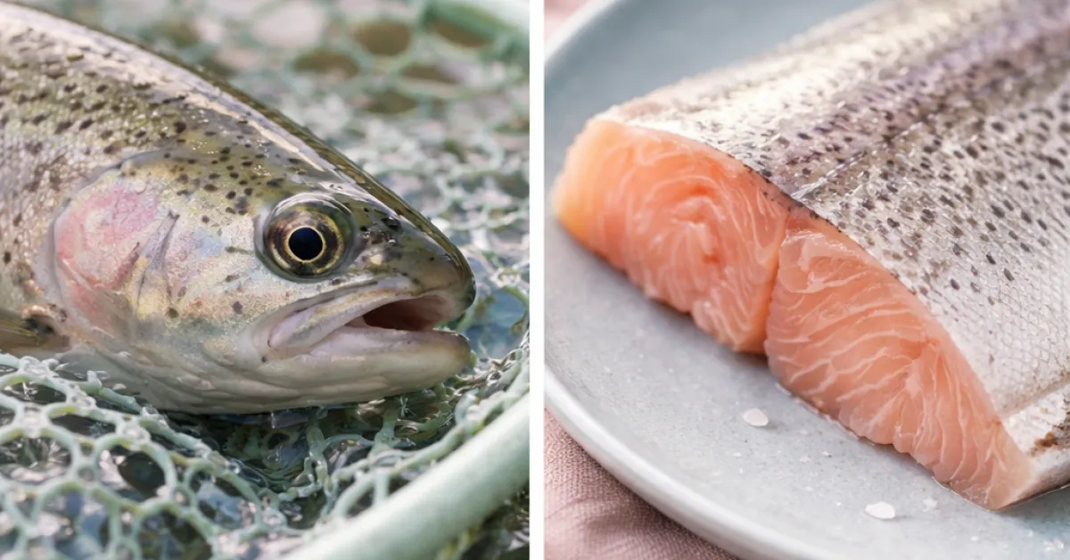 No-kill ou prélèvement : faut-il vraiment remettre à l'eau toutes ses prises