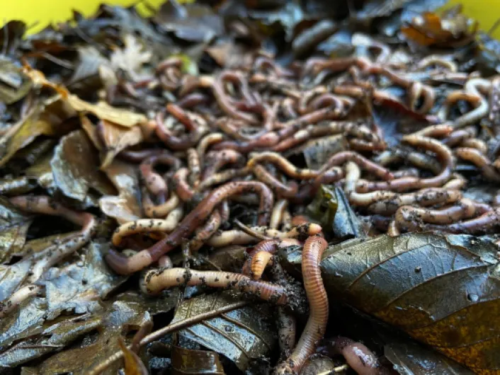 FISHWORM Gros Vers de Terre pour la Pêche 500 grammes, Vers de Terre Vivant Dendro pour la Truite, le Silure, le Sandre, l'anguille, la Perche et la pêche à la Carpe.