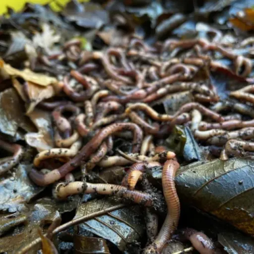 Test FISHWORM Vers Dendro 500 g : des gros vers efficaces, mais qualité un peu aléatoire
