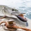 Pêche du brochet en été : postes, heures et leurres pour les grosses chaleurs