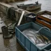 Sécheresse historique : 400 truites et 13 saumons sauvés de l'Odet, les pêcheurs en première ligne